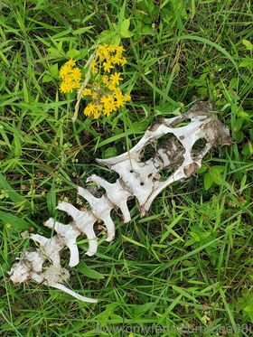 bee88i รูป OnlyFans เปลือยรั่วไหล 44