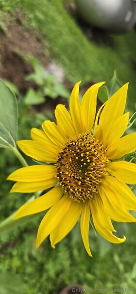 chezzafree รูป OnlyFans เปลือยรั่วไหล 53