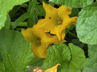 chezzafree รูป OnlyFans เปลือยรั่วไหล 56