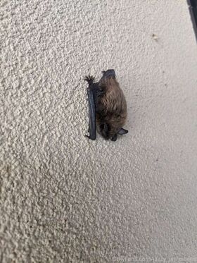 Jazzy Jasmine Nude Leaks OnlyFans Photo 5