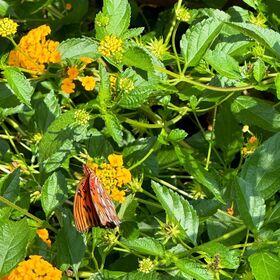 Ruby Peach Foto filtrada desnuda de OnlyFans 9