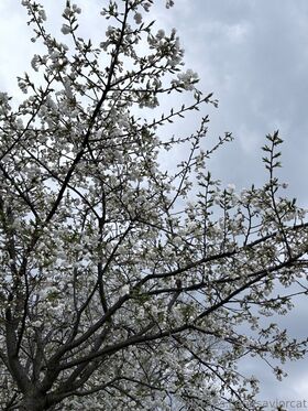 saviorcat Фото утечки OnlyFans (обнаженная) 54