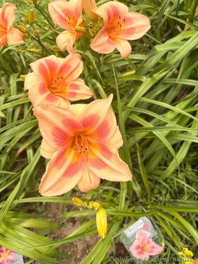 sonnikuza Nude Leaks OnlyFans Photo 21