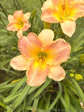 sonnikuza Nude Leaks OnlyFans Photo 22