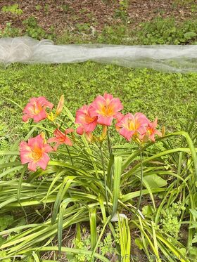 sonnikuza Nude Leaks OnlyFans Photo 23