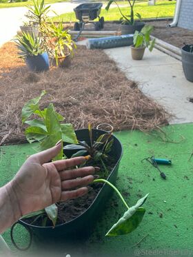 steeletigerlily नग्न लीक OnlyFans फोटो 61